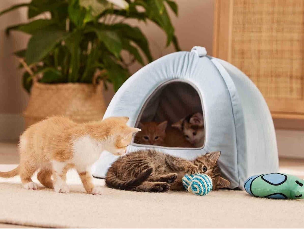 ZOOFARI cat fishing rod cat toy