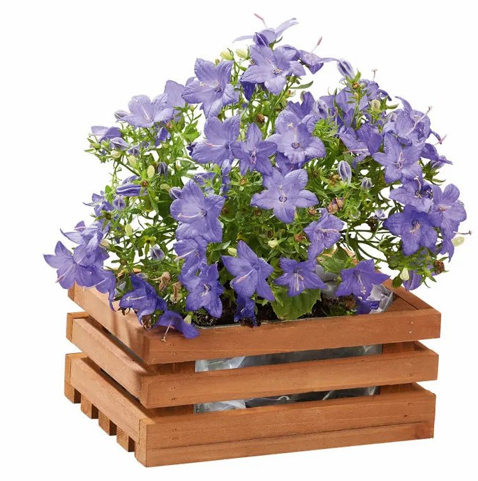 Parkside Wood Planter box - 25.5 x 18.5 x 11 cm