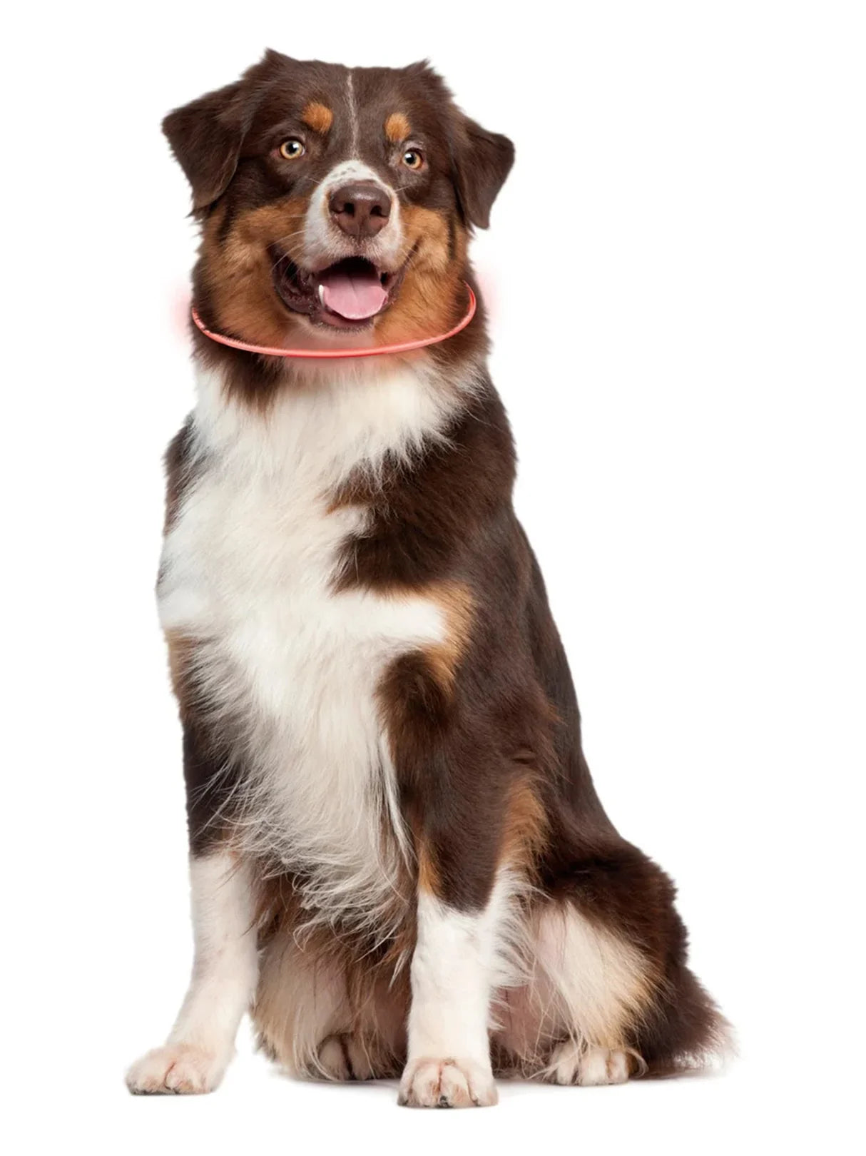 ZOOFARI LED Light-Up Band Collar (can be shortened)