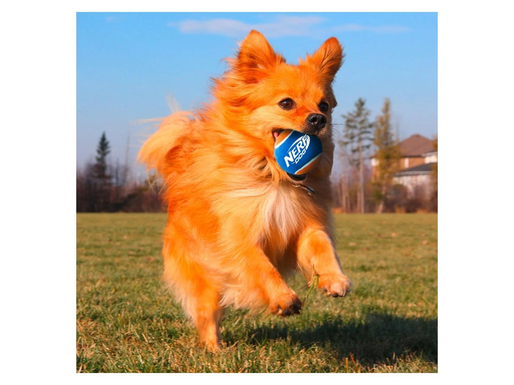 NERF DOG Tennis balls (pack of 3)